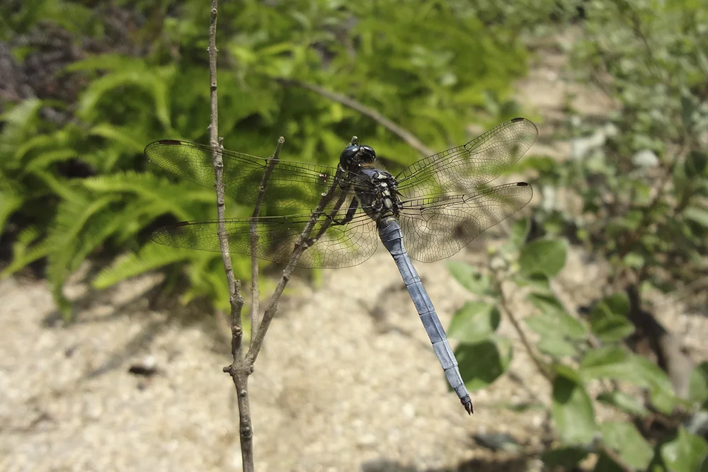 ミヤジマトンボの棲むラムサール条約湿地の保全