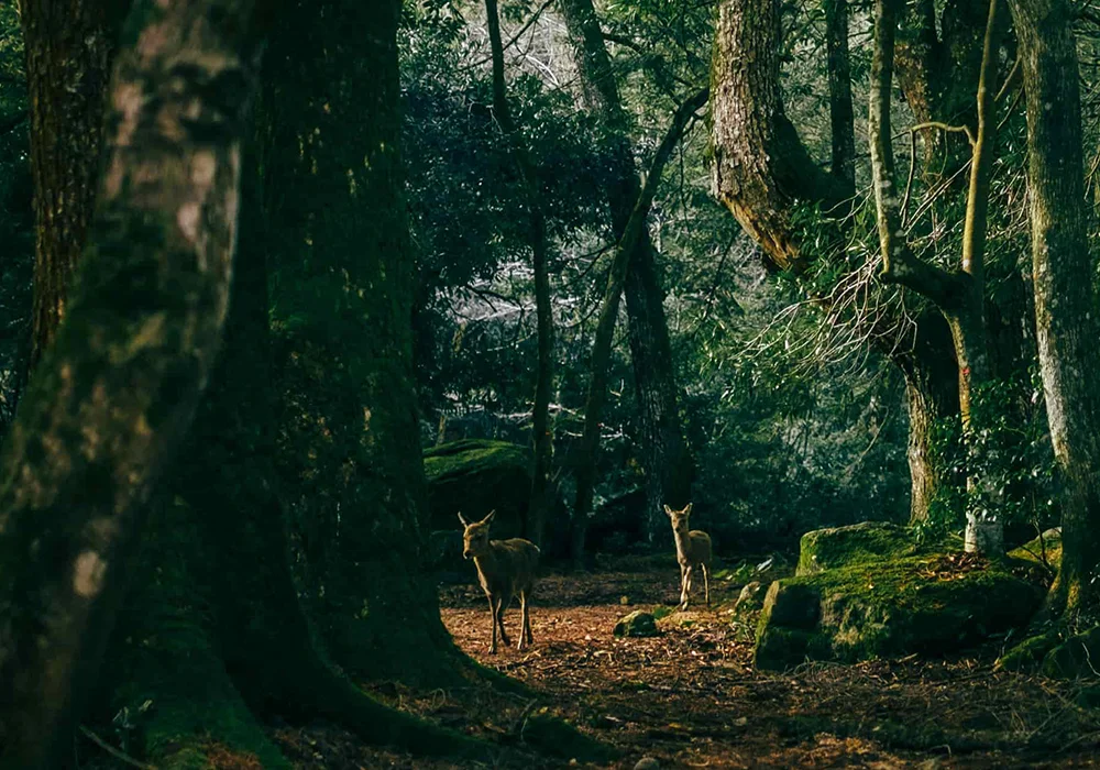 自然をいつくしむ